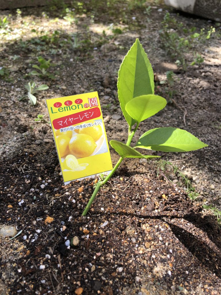 レモンの苗を植えました 柳瀬美仁パン教室